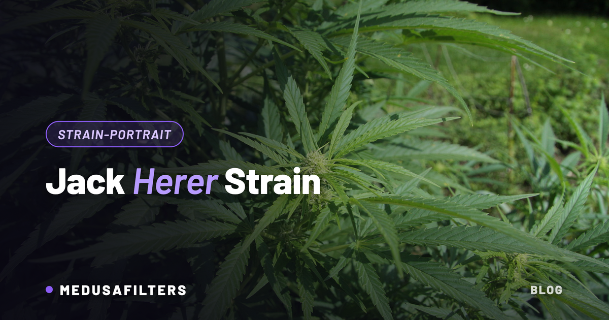 Jack Herer Strain: sativadominante Cannabispflanze mit schmalen Blaettern im Sonnenlicht