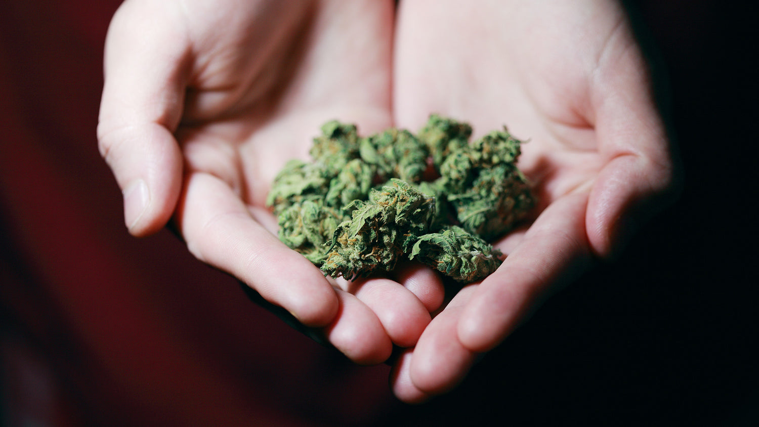 THC im Blut und Haar: Lange Nachweisbarkeit bei Drogentests?