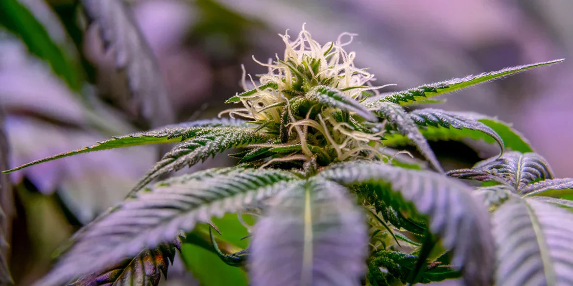 Weedpflanze Permanent Marker Strain