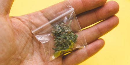Cannabis richtig aufbewahren und lange frisch halten image