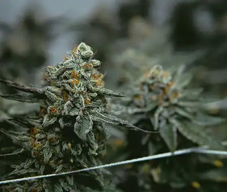 Hanfpflanze Buds