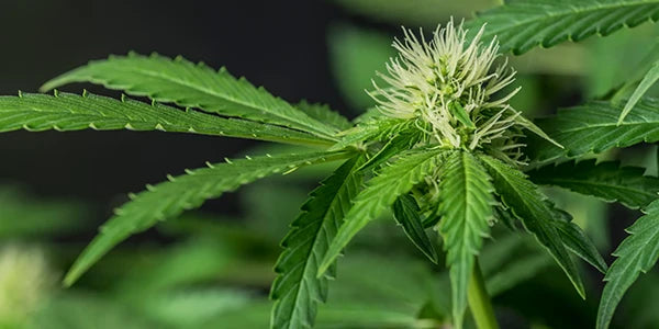 cannabis blüte sorte varianten cbd thc