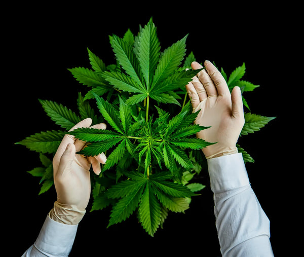 cannabis blüte hybrid mix