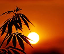 hanfpflanze cannabis pflanze sativa indica medusafilters
