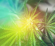 licht bei lagerung von hanf cannabis schimmel