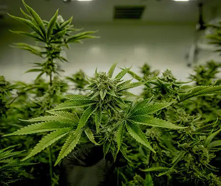 Cannabis indoor Pflanzen