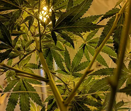 Cannabispflanze