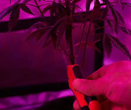 Cannabispflanze zuschneiden