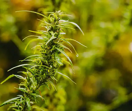 Cannabispflanze