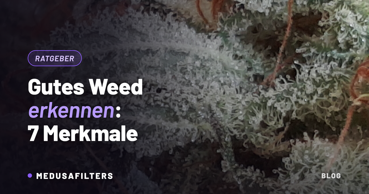Makroaufnahme milchiger Trichome auf einer Cannabisblüte – gutes Weed erkennen