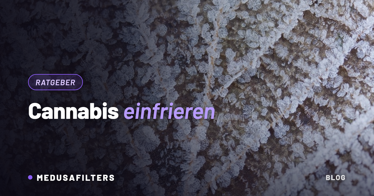 Cannabis einfrieren: Raureif-Kristalle auf einem Blatt als Sinnbild für gefrorene Trichome
