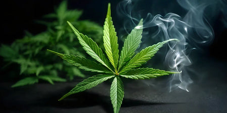Lo stoner codice 420 spiegato in modo semplice image