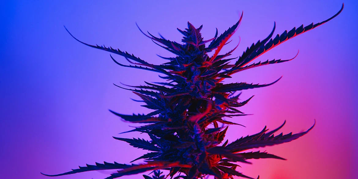 Strawberry Cough Cannabispflanze