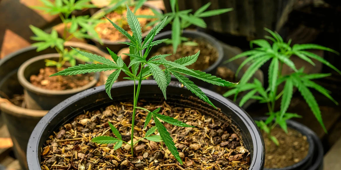 anbau von cannabis pflanzen zu hause