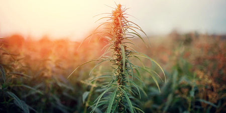 Do-it-yourself: So kannst du selbst Cannabis ernten image