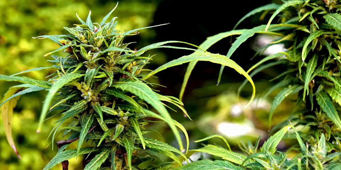 Cannabispflanze: Super Silver Haze