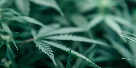 CBD e THC: qual è la differenza? image