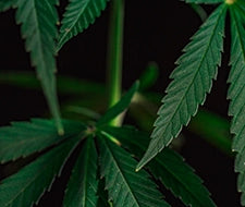 hanfpflanze cannabis pflanze sativa indica medusafilters