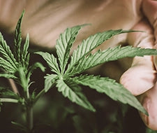 hanfpflanze cannabis pflanze sativa indica medusafilters
